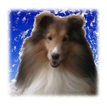 Sheltie in Texas picture 2