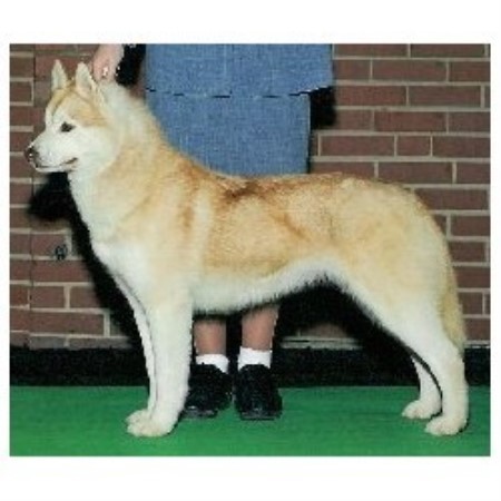 Siberian Husky breeder in New Middletown Ohio