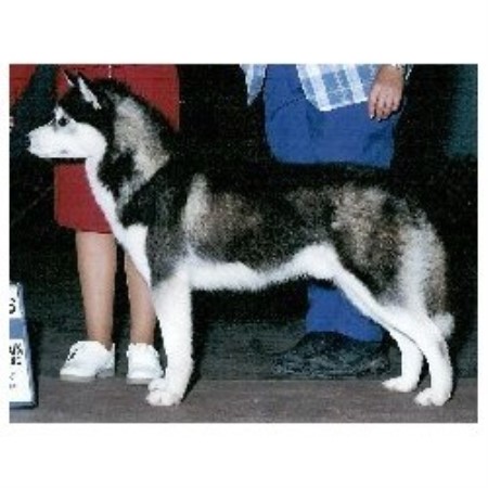 Siberian Husky Breeders in Siberian Husky Breeders in