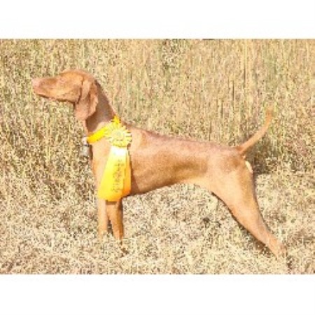 Vizsla breeder in Connecticut picture 2