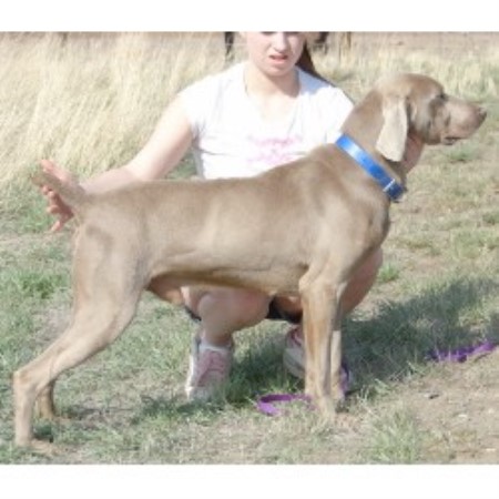 Weimaraner Breeder in Ogema, Wisconsin