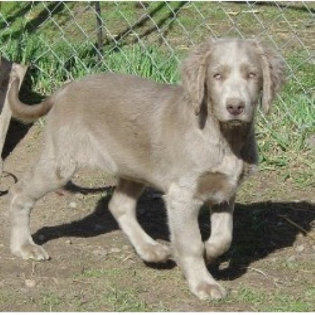 weimaraner puppies michigan boonieland kennels weimaraner breeder in ogema wisconsin weimaraner puppies michigan boonieland kennels weimaraner breeder in ogema wisconsin