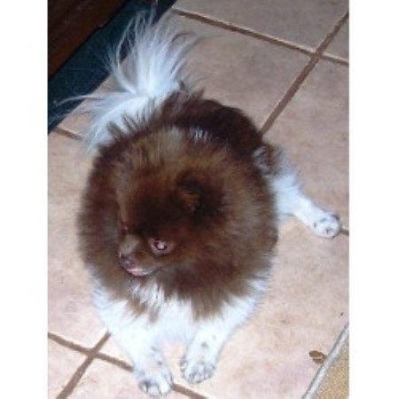 Pomeranian breeder in Texas picture 2