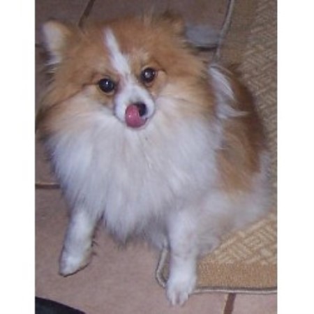 Pomeranian breeder in Blanco Texas