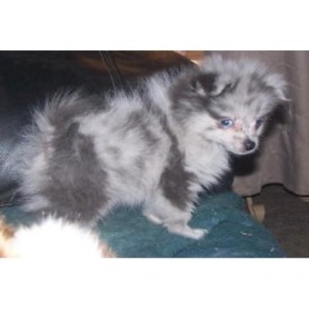 Pomeranian in Texas