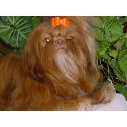 Shih Tzu Breeder in Celina, Ohio