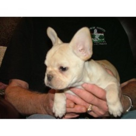 French Bulldog breeder in Missouri picture 2