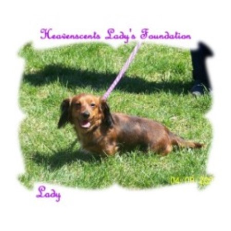 Lady - Our Dachshund