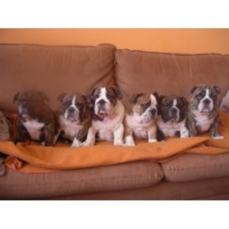 Englsih Bulldog Puppies