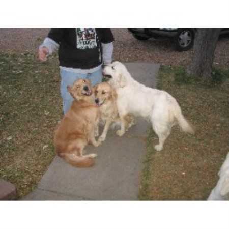 Golden Retriever Breeder in Fort Morgan, Colorado