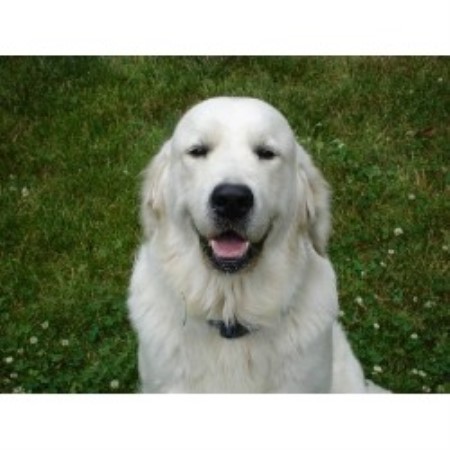 Golden Retriever in Colorado picture 2