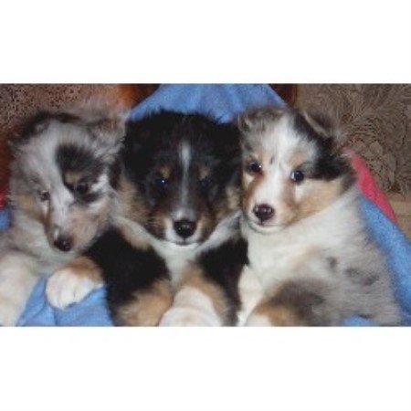 Shetland Sheepdog breeder in Rochester New York