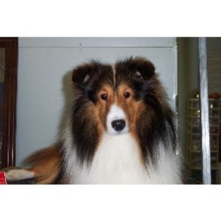 Sheltie breeder in New York picture 2