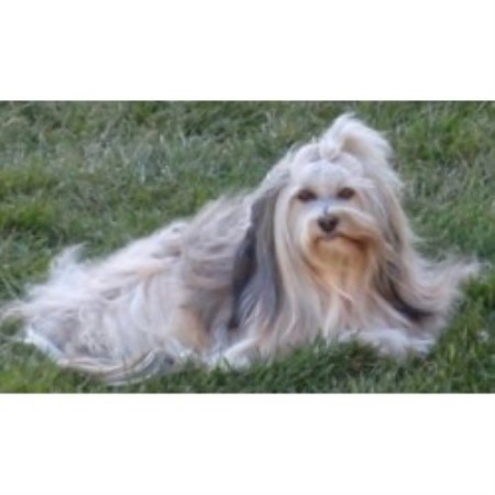havanese rescue az havanese puppies arizona california havanese breeder havanese rescue az havanese puppies arizona california havanese breeder