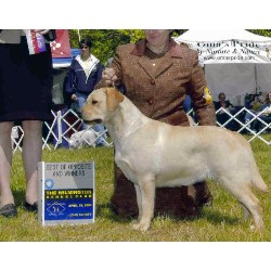 Labrador Retriever Breeder in Lehighton, Pennsylvania