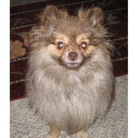 Pomeranian breeder in Michigan picture 2
