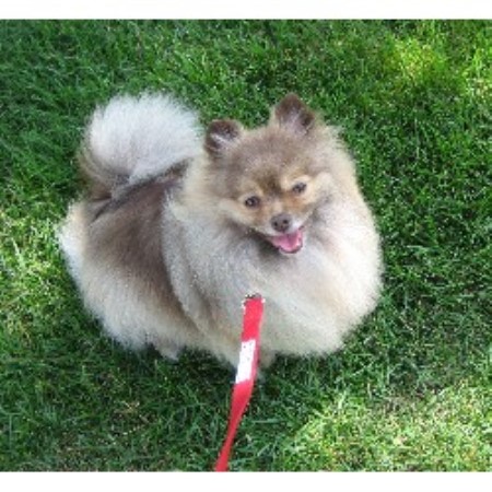 michigan pomeranian breeders beals pomeranians pomeranian breeder in davison michigan michigan pomeranian breeders beals pomeranians pomeranian breeder in davison michigan