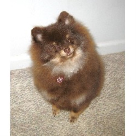 michigan pomeranian breeders beals pomeranians pomeranian breeder in davison michigan michigan pomeranian breeders beals pomeranians pomeranian breeder in davison michigan