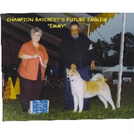 Akita breeder in Maryland picture 2
