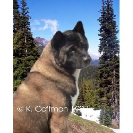 Akita in Maryland picture 2