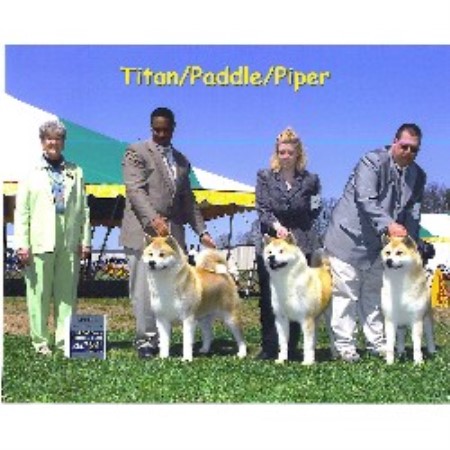 Akita in Maryland