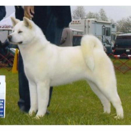 Akita breeder in Hurlock Maryland