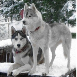 Siberian Husky Breeder in Corvallis, Oregon