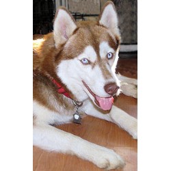 Siberian Husky in Oregon picture 2