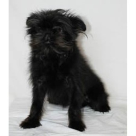 Affenpinscher pic