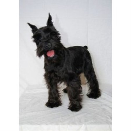 newfoundland puppies iowa newfoundland breeders in iowa freedoglistings breeds picture newfoundland puppies iowa newfoundland breeders in iowa freedoglistings breeds picture