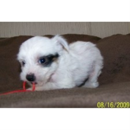Chinese Crested breeder in Lyle Washington