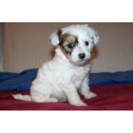 Chinese Crested breeder in Washington picture 2