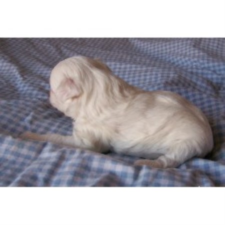 Chinese Crested in Washington picture 2