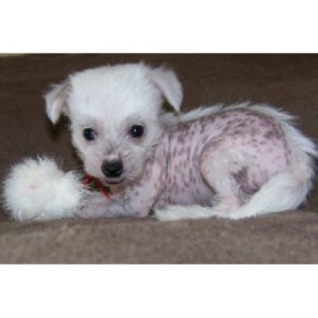 Chinese Crested Breeder in Lyle, Washington