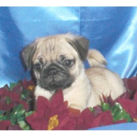 pug breeders in kentucky amelia mckay cavaliers and pugs pug breeder in shepherdsville kentucky pug breeders in kentucky amelia mckay cavaliers and pugs pug breeder in shepherdsville kentucky