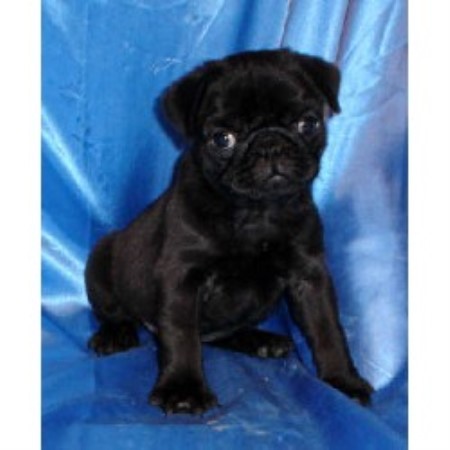 pugs for sale in ky amelia mckay cavaliers and pugs pug breeder in shepherdsville kentucky listing id pugs for sale in ky amelia mckay cavaliers and pugs pug breeder in shepherdsville kentucky listing id