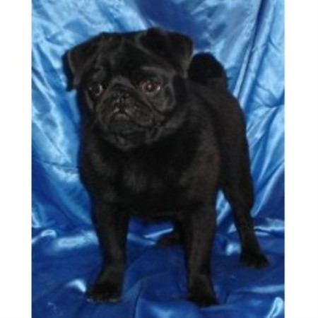 pug breeders in ky amelia mckay cavaliers and pugs pug breeder in shepherdsville kentucky pug breeders in ky amelia mckay cavaliers and pugs pug breeder in shepherdsville kentucky