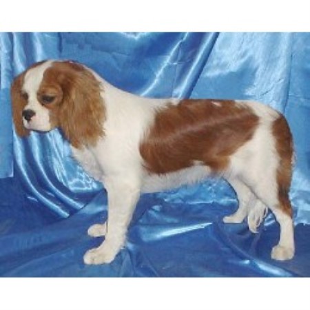 Cavalier King Charles Spaniel in Kentucky