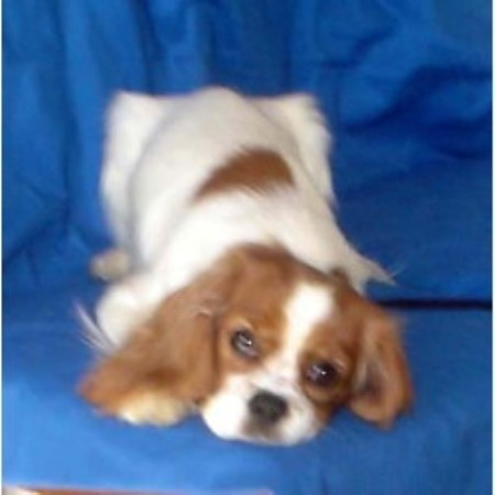 Cavalier King Charles Spaniel breeder in Kentucky picture 2