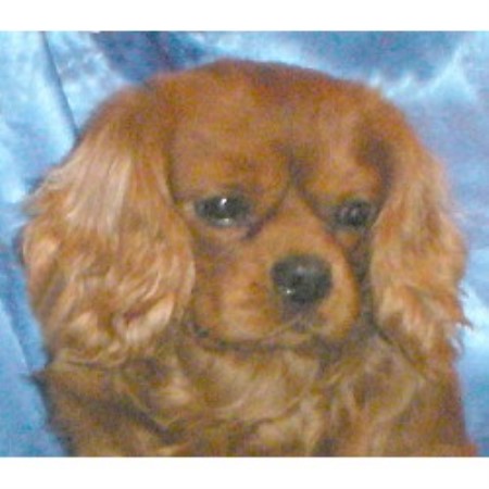 Cavalier King Charles Spaniel breeder in Shepherdsville Kentucky