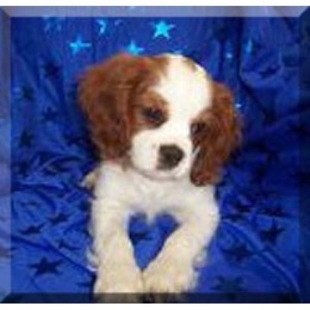 rescue kentucky cavalier king charles spaniel breeders in kentucky freedoglistings rescue kentucky cavalier king charles spaniel breeders in kentucky freedoglistings