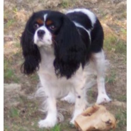 Cavalier King Charles Spaniel in Kentucky picture 2