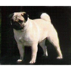 Pug in Florida