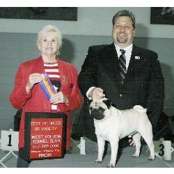 Pug breeder in Jacksonville Florida