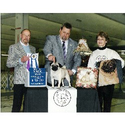 Pug breeder in Florida picture 2