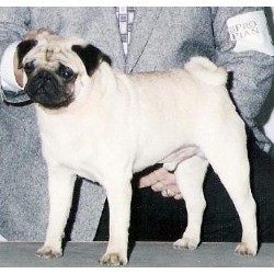 CH Harpers Duke Foo Gou