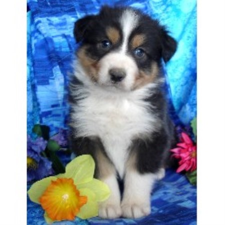 Australian Shepherd Dog breeder in Belen New Mexico