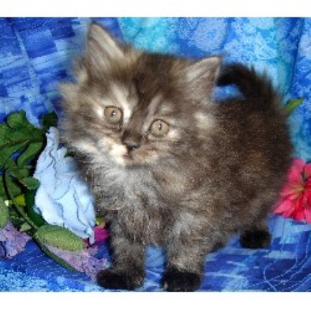 Aussie breeder in New Mexico picture 2