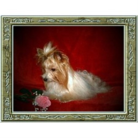 Yorkshire Terrier breeder in Zalma Missouri