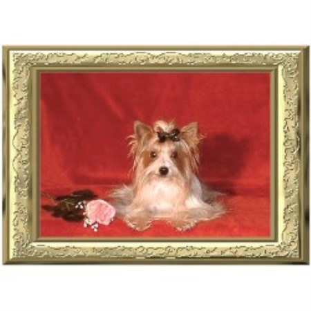 Yorkshire Terrier Breeder in Zalma, Missouri